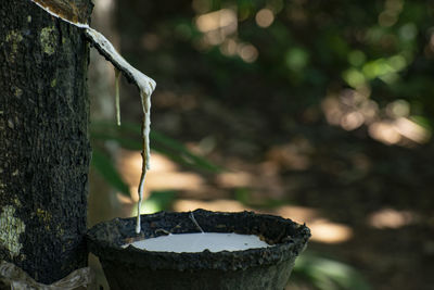 Close-up of plant growing on tree trunk