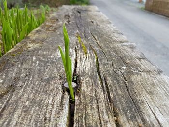 Close-up of wooden tree trunk