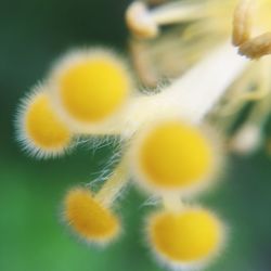 Close-up of yellow flower against blurred background