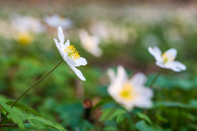 Close-up of white flowering plant