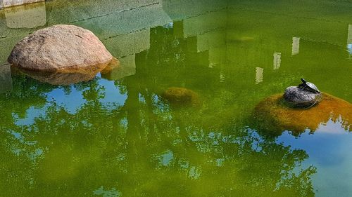 High angle view of duck swimming in lake