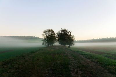 Trees on field against sky