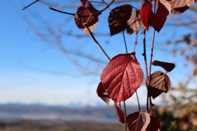 Close-up of autumn leaves against sky