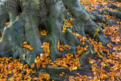 Full frame shot of yellow autumn leaves