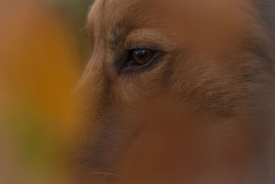 Close-up of dog