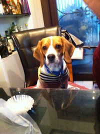 domestic animals