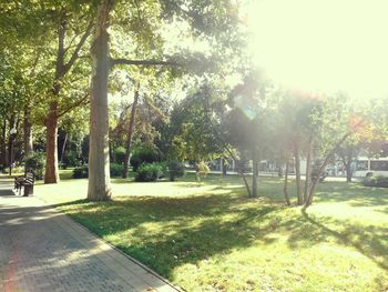 Sun shining through trees in park