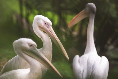 Group of three american white pelicans,  pelecanus erythrorhynchos. photography taken in the nature