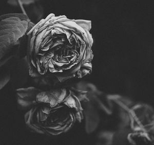 Close-up of rose bouquet