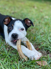 Portrait of dog on field