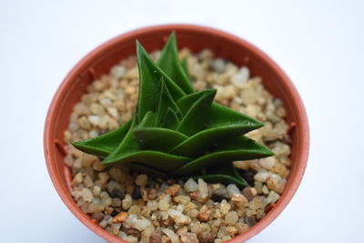 Close-up of salad in bowl