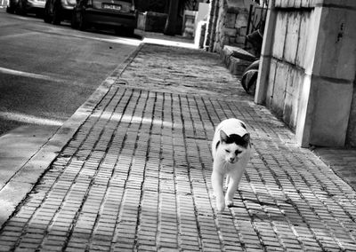 Cat on footpath