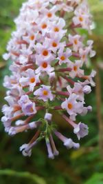 Close-up of flowers blooming outdoors