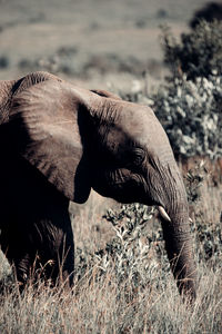 Elephant in kenya