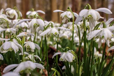 Close-up of flowers blooming in field