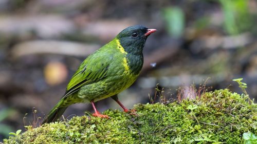 Close-up of bird perching on tree