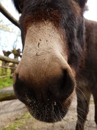 Close-up of horse