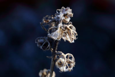 Close-up of wilted flower