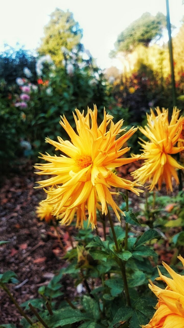 flower, yellow, fragility, petal, freshness, flower head, growth, close-up, focus on foreground, beauty in nature, plant, blooming, nature, pollen, in bloom, sunflower, single flower, day, field, selective focus