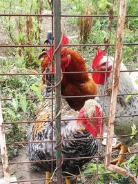 Close-up of rooster in cage