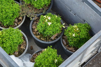 High angle view of potted plants
