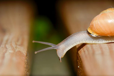 Close-up of snail