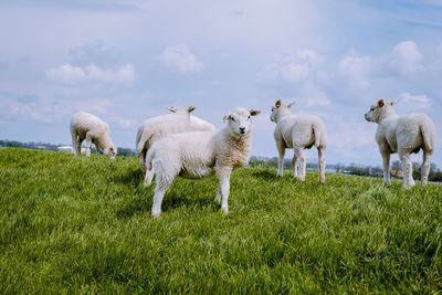 Flock of sheep on field