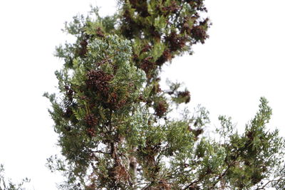 Low angle view of trees against clear sky