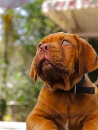 Close-up of a dog looking away