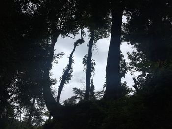 Low angle view of silhouette trees in forest