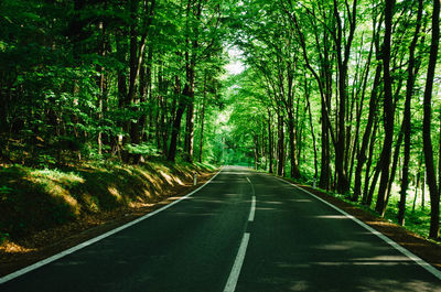 Road amidst trees in forest