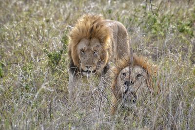Portrait of a lions on ground