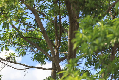 Low angle view of bamboo trees in forest