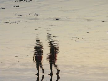 High angle view of ducks in the beach