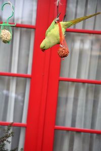 Close-up of a bird feeder