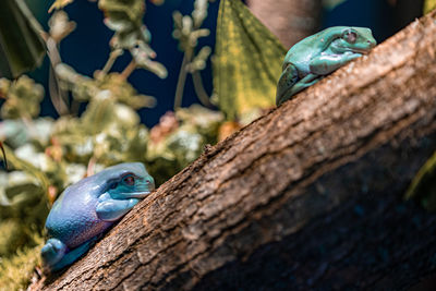 Close-up of a bird on tree trunk