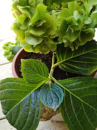 Close-up of fresh green plant