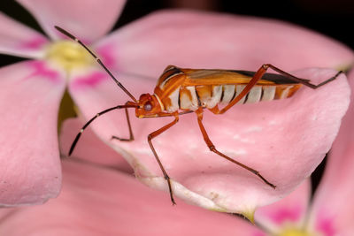 Close-up of insect on pink flower