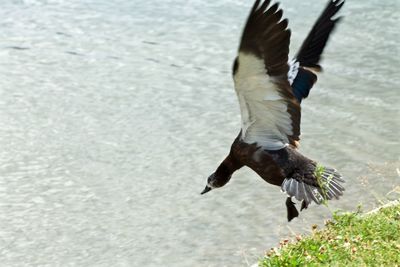 Birds in flight