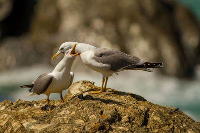 Seagull perching on rock