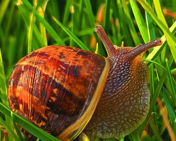 snails and slugs