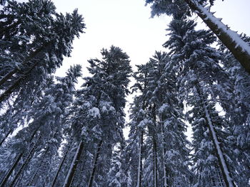 Low angle view of trees against sky during winter