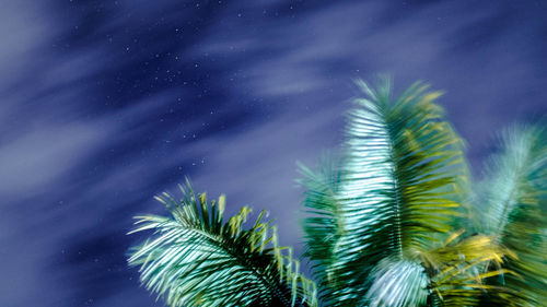 Low angle view of palm tree against sky at night