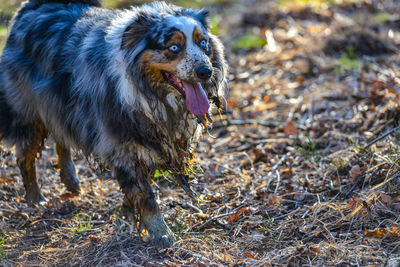 Dog standing on field