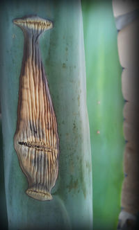 Close-up of plant