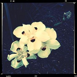 Close-up of white flowers blooming outdoors