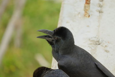 Opened mouth raven crow sitting outside