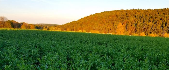 Scenic view of field against sky