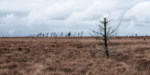 Bare trees on field against sky