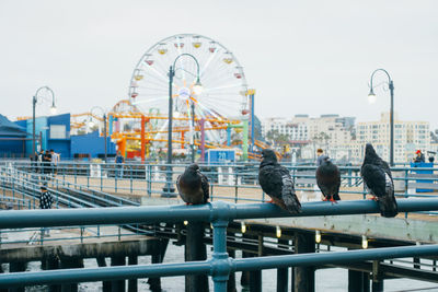 Pigeons perching on railing by amusement park against clear sky